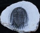 Large Mrakibina Trilobite - Long Genals #3904-1